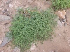 Euphorbia polycarpa