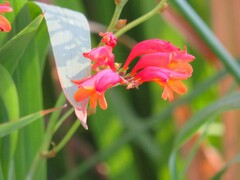 Crocosmia paniculata