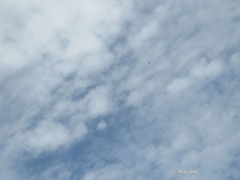 Danaus plexippus plexippus