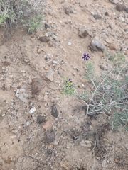 Psorothamnus fremontii