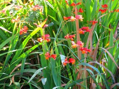Crocosmia paniculata