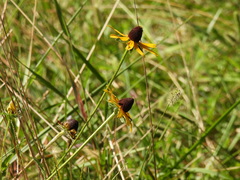 Rudbeckia hirta