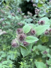Arctium