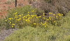 Osteospermum microcarpum