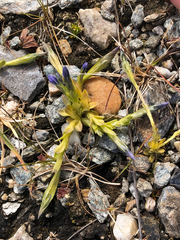 Gentiana glauca