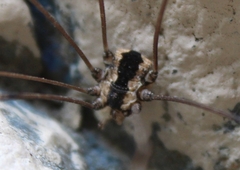 Leuronychus pacificus