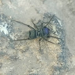 Mexcala