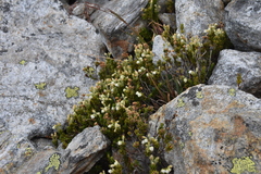 Phyllodoce glanduliflora
