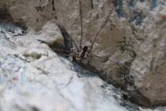 Leuronychus pacificus