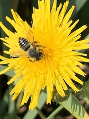 Megachile perihirta