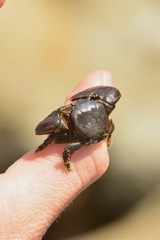 Petrolisthes cinctipes