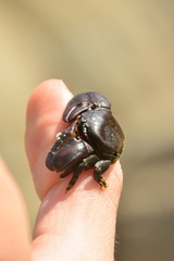 Petrolisthes cinctipes