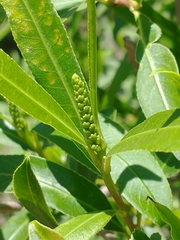 Sapium haematospermum