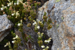 Phyllodoce glanduliflora