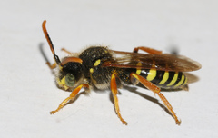 Nomada goodeniana