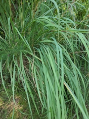 Sporobolus michauxianus