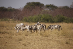 Equus quagga chapmani
