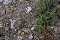 Luzula spicata