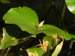 Parhelophilus divisus