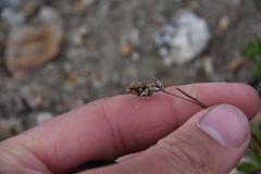 Luzula spicata