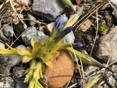Gentiana glauca