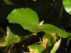 Parhelophilus divisus