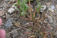 Luzula spicata