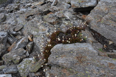 Saxifraga bronchialis