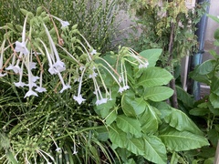 Nicotiana