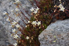 Saxifraga bronchialis