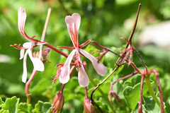 Pelargonium acetosum