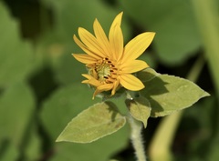 Helianthus hirsutus