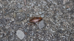 Ectobius vittiventris