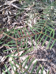 Gleichenia