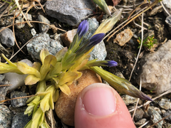 Gentiana glauca