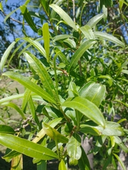 Sapium haematospermum
