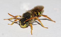 Nomada goodeniana