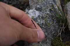 Festuca saximontana