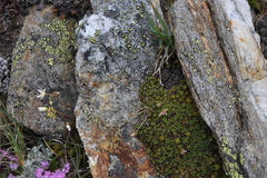 Festuca saximontana