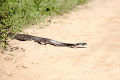 Chironius laevicollis