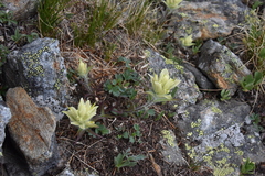 Castilleja occidentalis