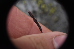Festuca saximontana