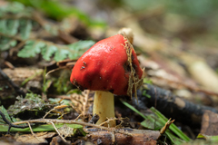 Leratiomyces erythrocephalus