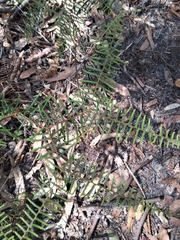 Gleichenia