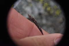 Festuca saximontana