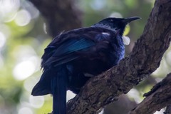 Prosthemadera novaeseelandiae novaeseelandiae