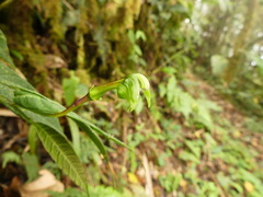 Burmeistera cylindrocarpa