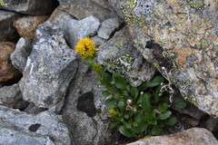 Solidago multiradiata