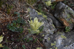 Castilleja occidentalis