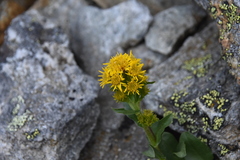 Solidago multiradiata
